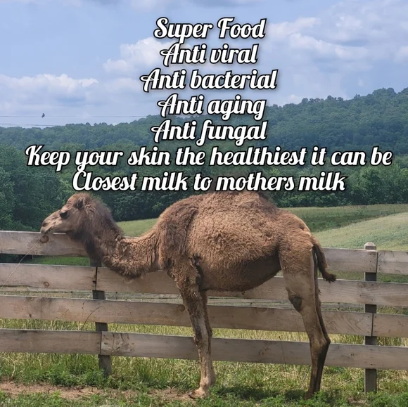 LIMITED QUANTITY Super Beauty Food Camel's Milk Soap - Picture 3 of 14